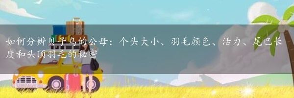 如何分辨贝子鸟的公母：个头大小、羽毛颜色、活力、尾巴长度和头顶羽毛的秘密