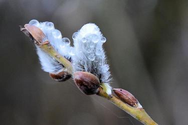 柳絮：春天的白色绒球及其防护措施