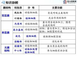 叶绿体：植物光合作用的奥秘细胞器