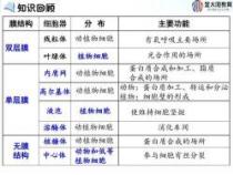 叶绿体：植物光合作用的奥秘细胞器