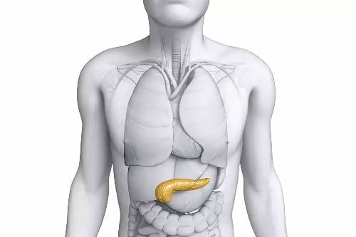 胰腺在人体的位置及功能，消化系统的重要一环