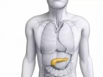 胰腺在人体的位置及功能，消化系统的重要一环