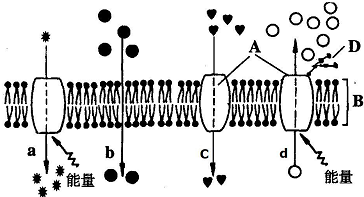 细胞膜的结构：磷脂双分子层与蛋白质的交错构造