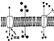 细胞膜的结构：磷脂双分子层与蛋白质的交错构造