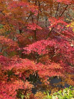 《山行》描写了四种秋季美景：寒山、白云、枫叶与石径