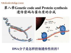 核糖体的功能：解码遗传密码，构建蛋白质