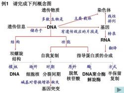 DNA是基因吗？揭秘基因、DNA与染色体的关系