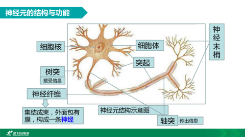 神经元的结构：揭秘神经系统基础单元的构造与功能