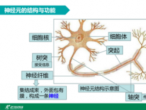 神经元的结构：揭秘神经系统基础单元的构造与功能