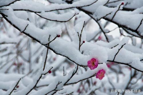 梅须逊雪三分白，雪却输梅一段香的意思解读：早春诗意中的哲理思考