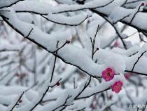 梅须逊雪三分白，雪却输梅一段香的意思解读：早春诗意中的哲理思考