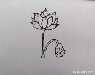 荷花简笔画图片教程：从花蕊到莲蓬，一步步教你画荷花