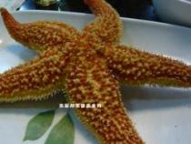 海星能吃：探索海星的食用价值与注意事项