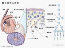 锌的作用：维护男性生精功能，促进性腺发育