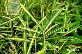 竹子：草还是树？从植物学角度解析其分类之谜