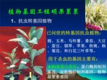 转基因：基因工程的育种革命，培育出更优异的农作物品种