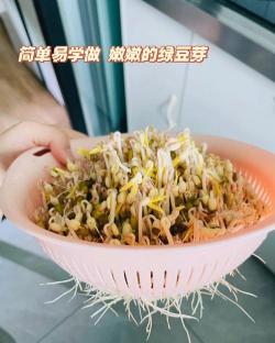 在家DIY绿豆芽：简单易学的发芽方法