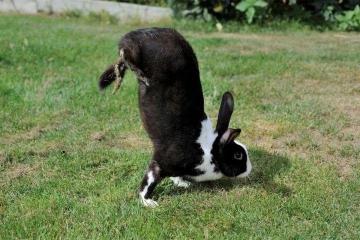 揭秘动物避暑方法：看狗狗、兔兔、长尾猴和鸟儿如何度过炎炎夏日！