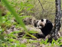 大熊猫：被误解的食铁兽