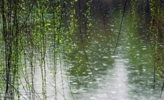 春雨绵绵细无声：历代诗人笔下的春雨韵味与情感流露