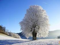 冬日散文：风的怒吼与雪的纯净，诉说冬日之美