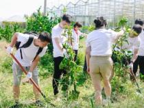 快乐植树，绿色心灵——我的快乐植树节作文