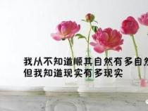 八个字的唯美句子：智慧箴言，指引人生