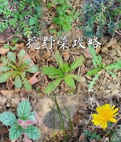 春季野菜大全：尝鲜又养生，这些野菜你都知道吗？