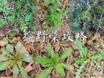 春季野菜大全：尝鲜又养生，这些野菜你都知道吗？