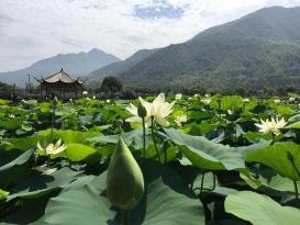 小池之美：细腻笔触下的初夏风情