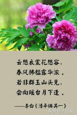 探索经典：历代赞美杜鹃花的绝美诗句