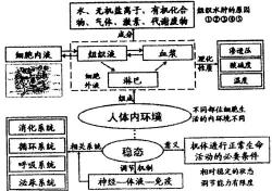 常态之解：深入解析生活中的稳定与变化