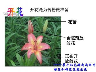 探索花钟的奥秘：使用课件轻松理解植物开花时间与环境因素的关系