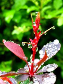 雨后美景的诗意描绘：绝美诗句带你领略雨后大自然的魅力