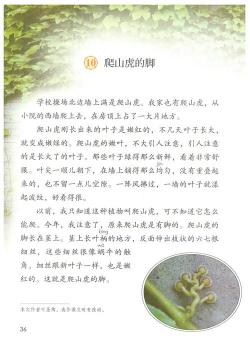 《爬山虎的脚》说课稿：引导学生细致观察的探索之旅