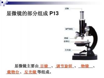 显微镜放大倍数的奥秘：物镜与目镜的协同作用