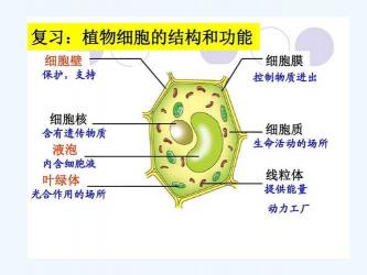 动植物细胞：结构与功能的差异